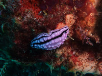 Phyllidiella rudmani