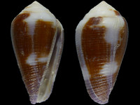 Conus coffea