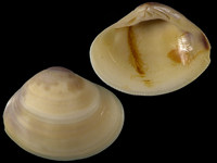 Sunetta solanderii