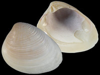 Variation21922
