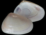 1924