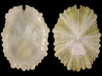 Octomarginula scutellata