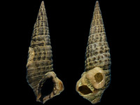 Cerithium coralium