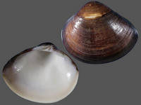Variation219333