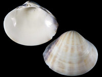 Meretrix casta