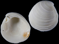 Placamen chloroticum