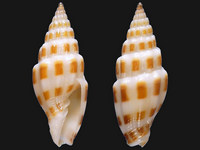 Vexillum fidicula