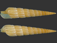Myurella paucistriata