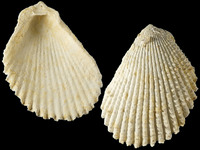 Variation319588
