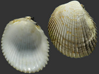 Vasticardium angulatum