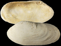 Lutraria australis