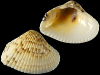 Hemidonax donaciformis