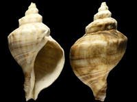 Neptunea cumingii