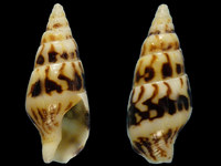 Mitrella albuginosa