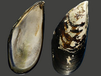 Mytilus unguiculatus