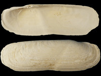 Sinonovacula constricta