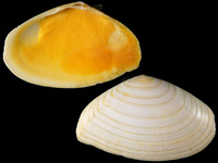 Megangulus zyonoensis