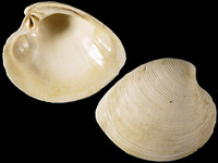 Variation119753