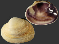 Saxidomus purpurata