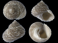 Euchelus pullatus