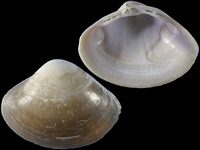 Mactra grandis