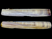 Ensis minor