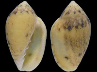 Variation119912
