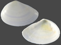 Homalina trilatera
