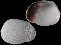 Petricola bicolor