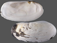 Lutraria oblonga