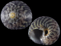 Gibbula umbilicalis