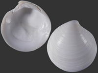 20007