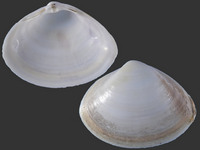20015