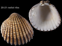 Acanthocardia tuberculata
