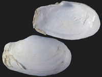 Thracia phaseolina