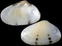 20079