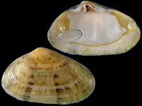 Donacilla cornea