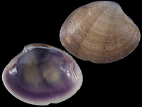 Variation220087