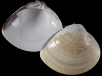 Meretrix lyrata
