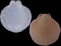 Amusium pleuronectes