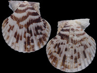 Volachlamys tranquebaria
