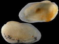 Calloarca tenella