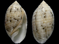 Variation220266
