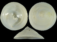 Calyptraea chinensis