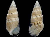 Cerithium atromarginatum