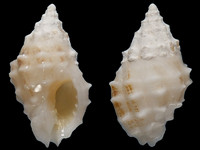 Cronia ochrostoma