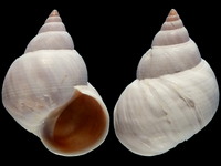 Variation120632