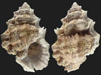 Bursa bufonia