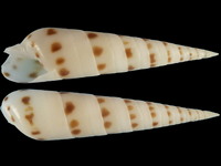 Variation220840