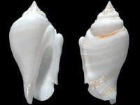 Variation220869
